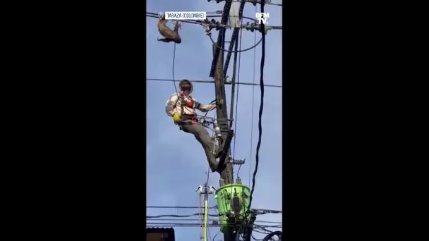 Un paresseux égaré sur des lignes électriques secouru en Colombie