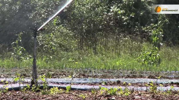 Des stations d’épuration pour irriguer les vignes