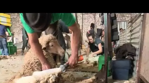Les moutons laineux d’Aureille passent au batadou