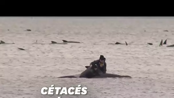 En Australie, les autorités à pied d'œuvre pour sauver près de 200 dauphins-pilotes