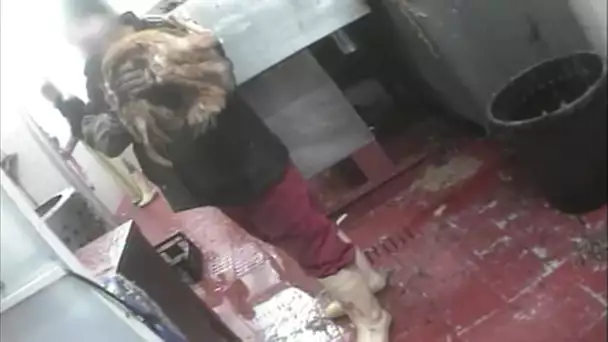 Infiltration dans un abattoir clandestin halal