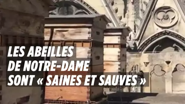 Les abeilles de Notre-Dame sont « saines et sauves »