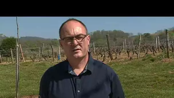 Le vignoble jurassien abîmé par le gel