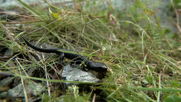 Queyras : Le dragon noir du Viso, une salamandre qui ne vit nulle part ailleurs
