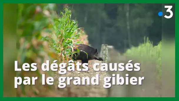 Agriculture : les dégâts causés par le grand gibier