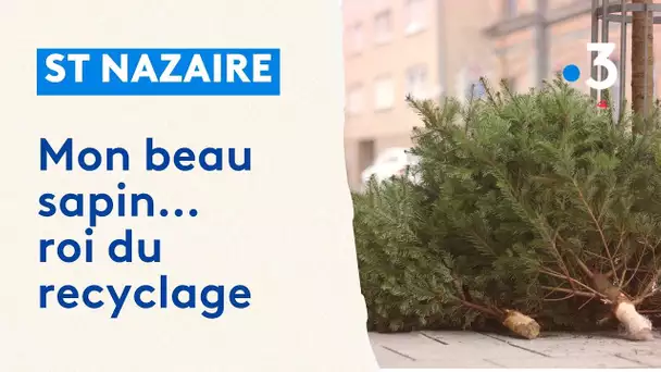 L'épineux problème du recyclage des sapins de Noël : Des solutions écologiques