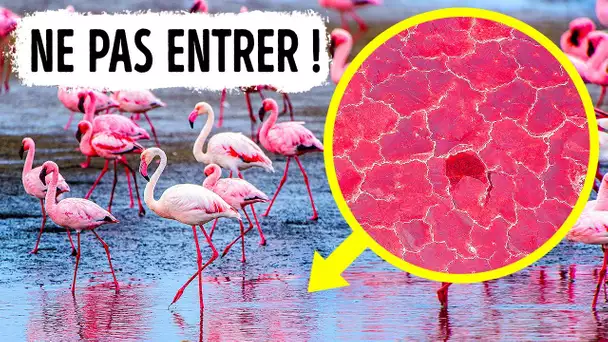 N’entre pas Dans l’Eau si tu Vois des Flamants roses Dedans