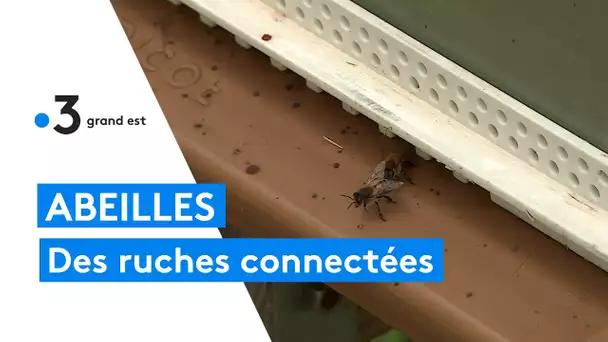 Haute-Marne : des ruches connectées pour veiller sur les abeilles à distance