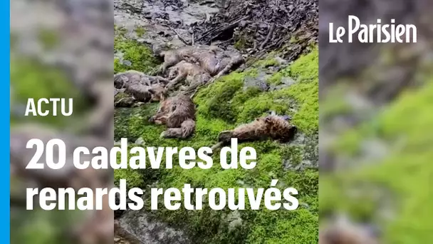 Jura : un charnier de renards découvert près d’une rivière, un louvetier mis en cause