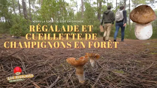 Régalades et cueillette de champignons en forêt