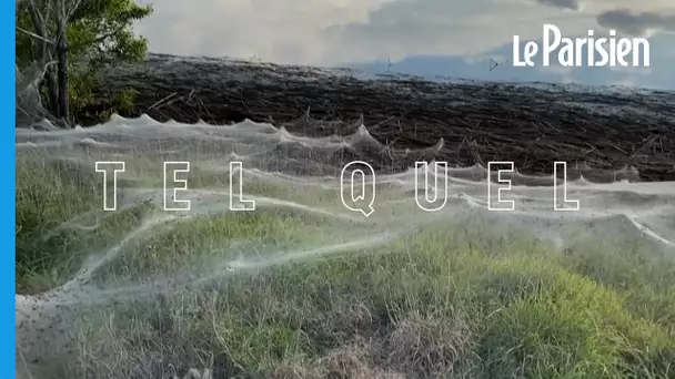 Une mer de toiles d’araignée en Australie après des inondations