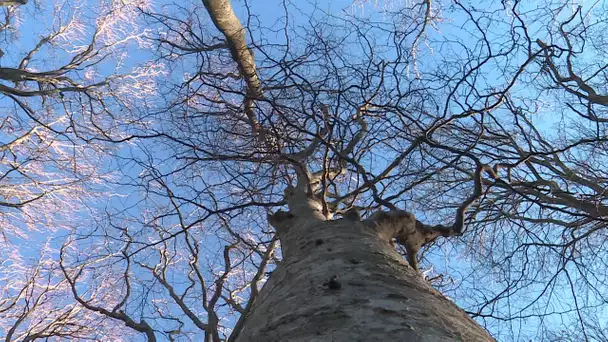 Forêt de la Massane, un écosystème en danger