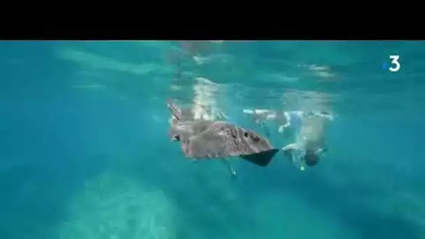 Balade aquatique à Banyuls-sur-Mer: à la découverte du sentier sous-marin