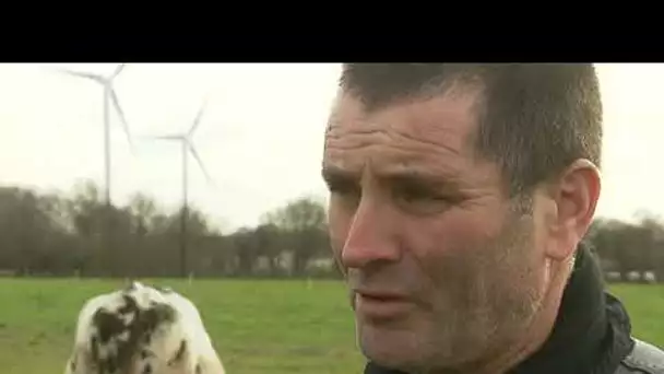 Morts inexpliquées de centaines de vaches près d'installations électriques