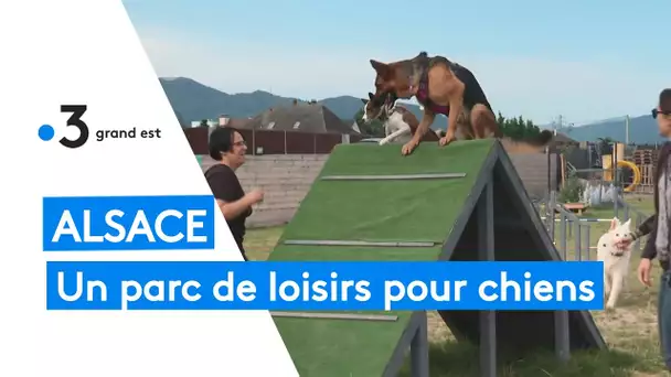 Animaux : un parc de loisirs pour chiens en Alsace