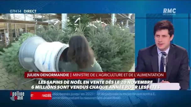 Noël: les sapins autorisés à la vente à partir du 20 novembre