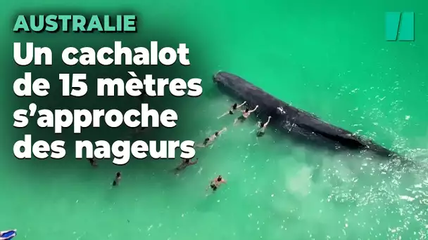 Cette baleine s'est approchée très près de la plage en Australie