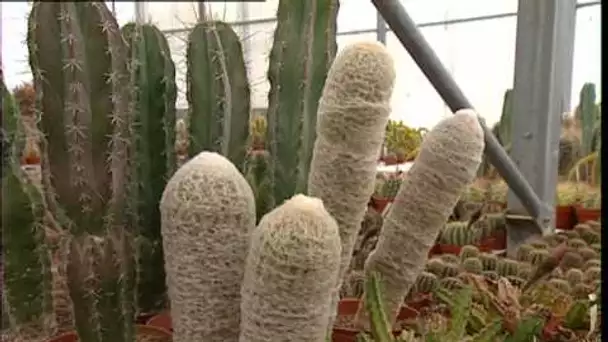 C'est pas sorcier -CACTUS : Un sujet épineux