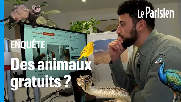 Pourquoi des centaines d'animaux sont offerts sur Le Bon Coin