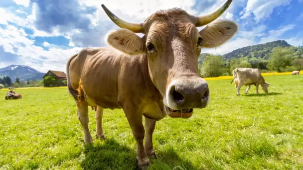 Le Salon de l&#039;agriculture : les régions de France 3 vous font découvrir l&#039;événement