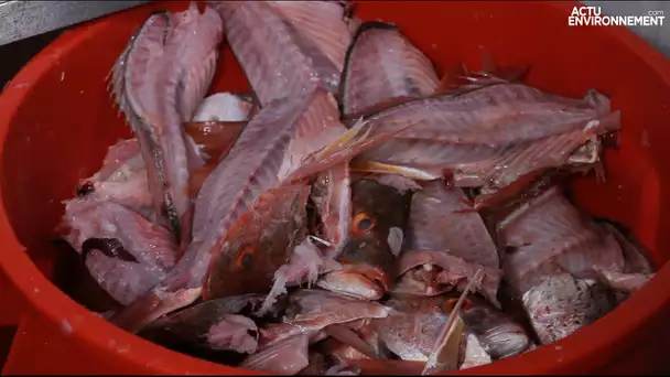 La valorisation des déchets de poissons s’organise grâce à la reverse logistic