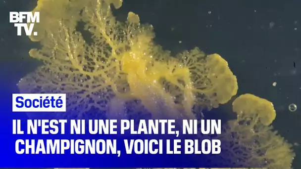 C’est quoi le blob, cet organisme qui débarque au parc zoologique de Paris ?