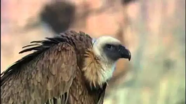 Les géants du Caire (Vautours fauves)  | Documentaire animalier