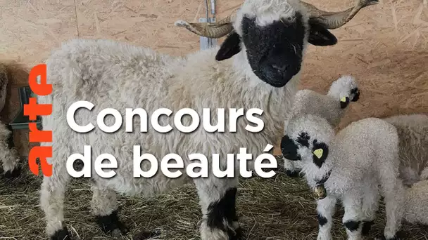 Moutons blancs, nez noirs : les chouchous du Valais | ARTE