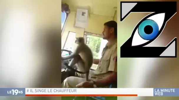 [Zap Télé] Un singe prend le volant d'un bus en Inde ! (09/10/18)