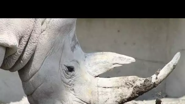 NFT : La première corne virtuelle de rhinocéros vendue 6.000 euros aux enchères en Afrique du Sud