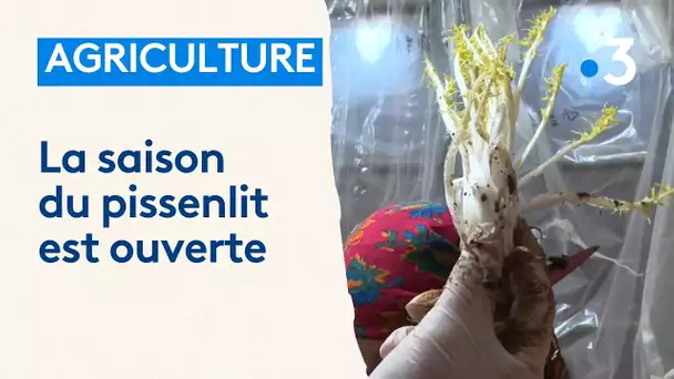 Agriculture : la saison du pissenlit est ouverte