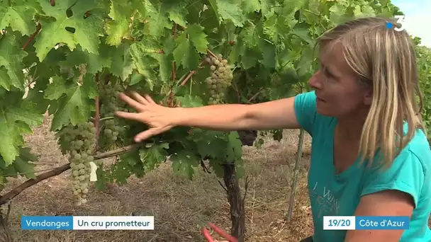 Après un été sec et chaud, les dernières pluies rassurent les viticulteurs varois