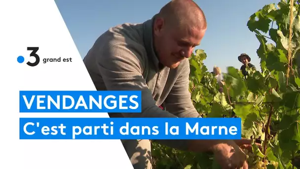 Vendanges : coup d'envoi de la récolte dans la Marne