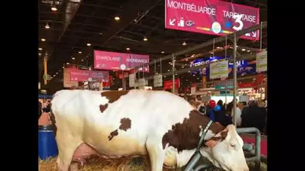 Rencontre entre une Montbéliarde et une Tarentaise au salon de l&#039;Agriculture