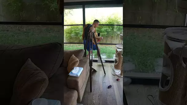 Hornet attack !! 🐝😱