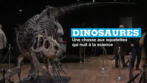 Dinosaures : une chasse aux squelettes qui nuit à la science
