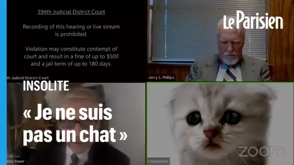 « Je suis bien là en direct, je ne suis pas un chat » : un avocat bloqué sur un filtre sur zoom