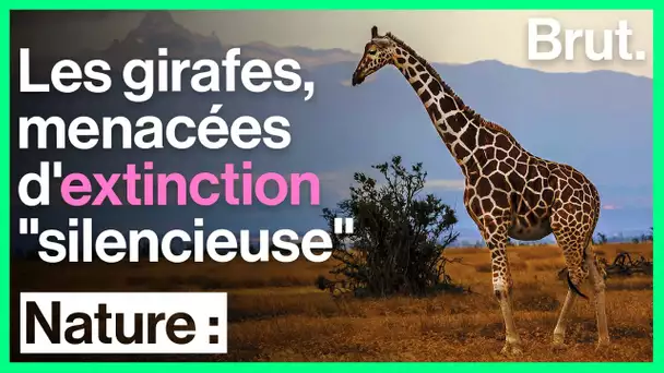 Les girafes, menacées d'extinction "silencieuse"