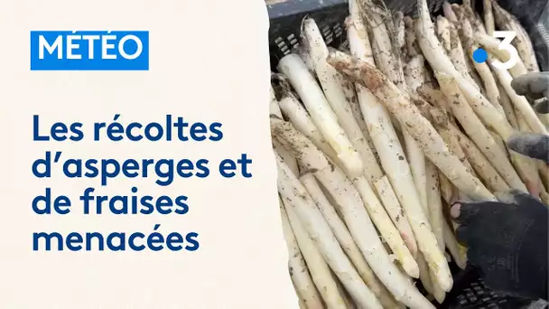 Les récoltes des asperges et des fraises menacées par la météo en Meuse