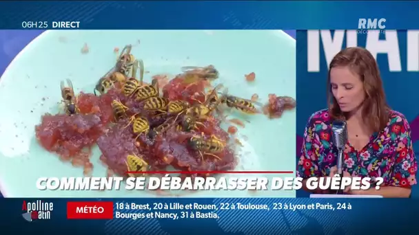 Comment se débarrasser des guêpes?