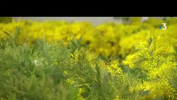 Céret : la récolte du mimosa est exceptionnelle cette année