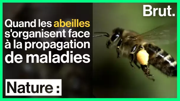 La distanciation sociale, ça existe aussi chez les abeilles