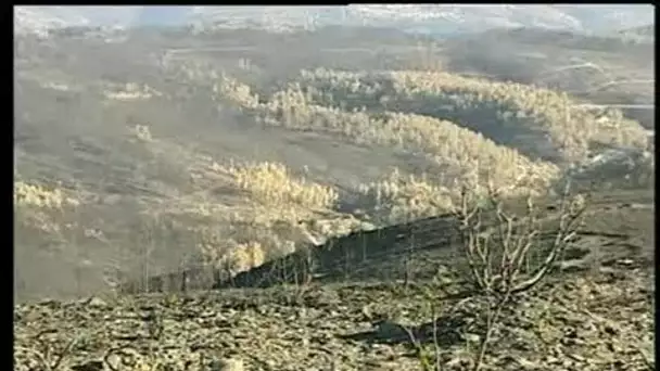 Portugal les causes de l'incendie de 200 000 hectares de forèt