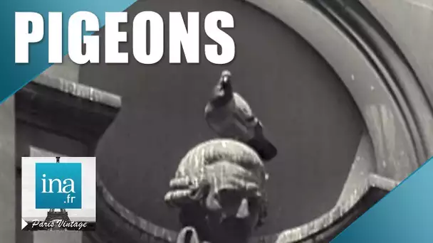 1961 : Les pigeons, un problème Parisien | Archive INA