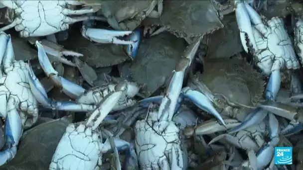 Le crabe bleu, une vraie menace pour la biodiversité • FRANCE 24