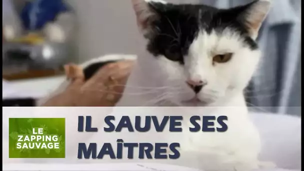 Un chat sauve la vie de ses maîtres - ZAPPING SAUVAGE 24