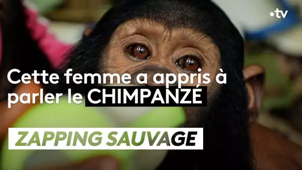 Elle a appris à parler le chimpanzé - ZAPPING SAUVAGE