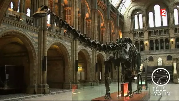 Dippy le dinosaure quitte le museum d&#039;histoire naturelle