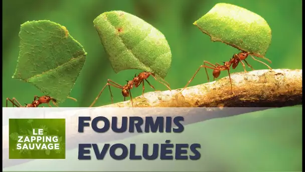 Les fourmis ont inventé l&#039;agriculture - ZAPPING SAUVAGE 8