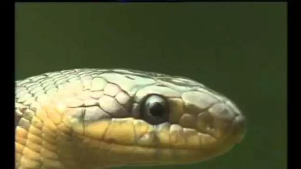 Les Serpents - Documentaire animalier